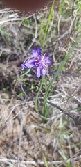 Moraea lugubris