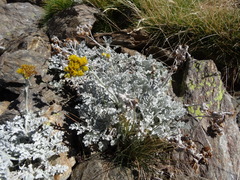 Jacobaea leucophylla