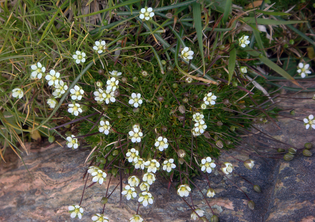 Sagina pilifera (Sagina pilifera)