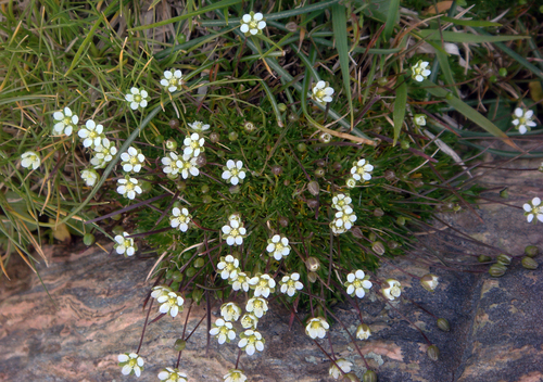 Corsian Pearlwort (Sagina pilifera)