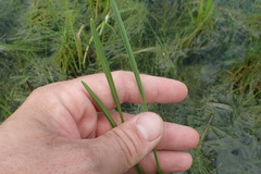 Sagittaria platyphylla