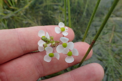 Sagittaria platyphylla