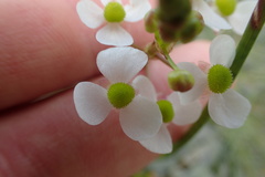 Sagittaria platyphylla