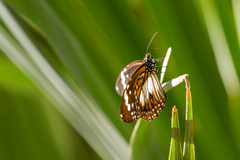 Danaus affinis affinis