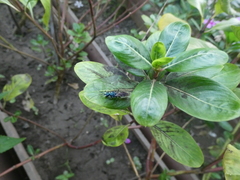 Trirogma caerulea