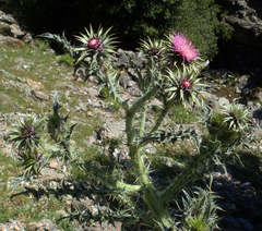 Carduus macrocephalus