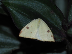 Topomesoides jonasii