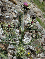 Carduus macrocephalus
