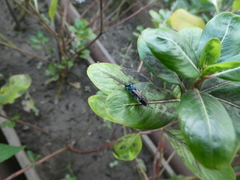 Trirogma caerulea