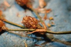 Fimbristylis quinquangularis quinquangularis