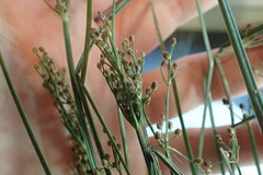 Fimbristylis quinquangularis quinquangularis