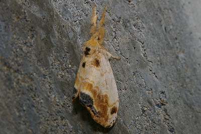 White-spotted Tussock Moth