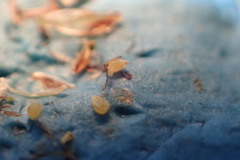 Fimbristylis quinquangularis quinquangularis