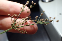 Fimbristylis quinquangularis quinquangularis