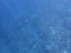 Abudefduf abdominalis