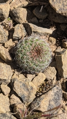 Weingartia oligacantha