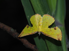 Corymica arnearia