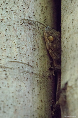 Blaesodactylus boivini