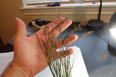 Fimbristylis quinquangularis quinquangularis