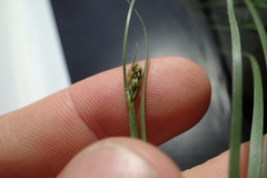 Isolepis pseudosetacea