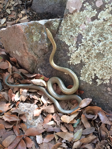 Photo of a Green Rat Snake (triaspis) (Senticolis triaspis)