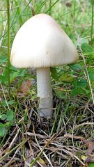 Amanita flavescens