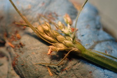Isolepis pseudosetacea