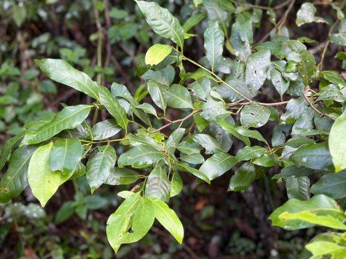 Cryptocarya glaucescens observed 2025-04-13