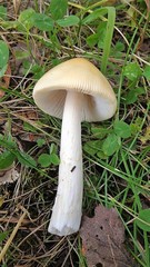 Amanita flavescens