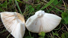 Amanita flavescens
