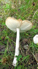 Amanita flavescens