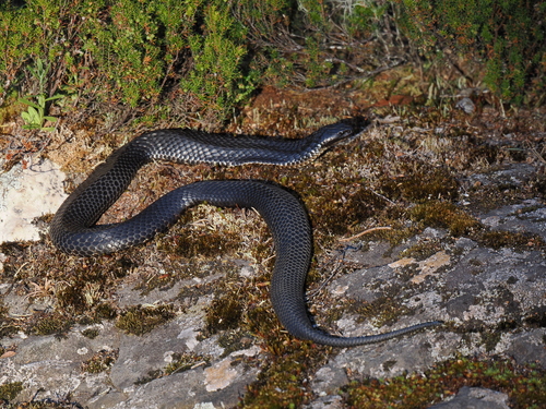 Tiger Snake sighting