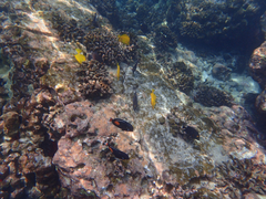 Acanthurus achilles