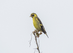 Chloris spinoides
