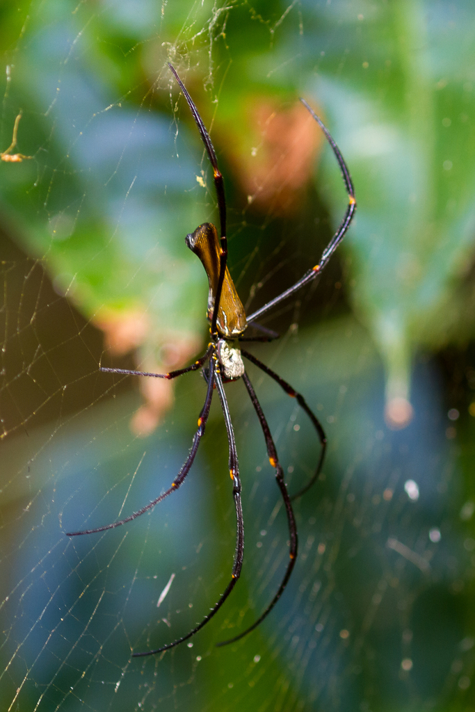 Giant Golden Orbweaver from Middle Point NT 0822, Australia on July 15 ...