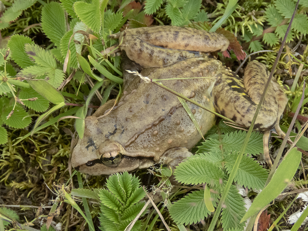 Murree Hills Frog (Nanorana vicina)