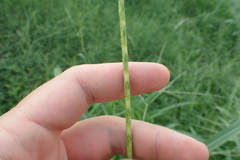 Hemarthria altissima