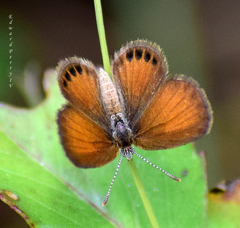 Brephidium pseudofea