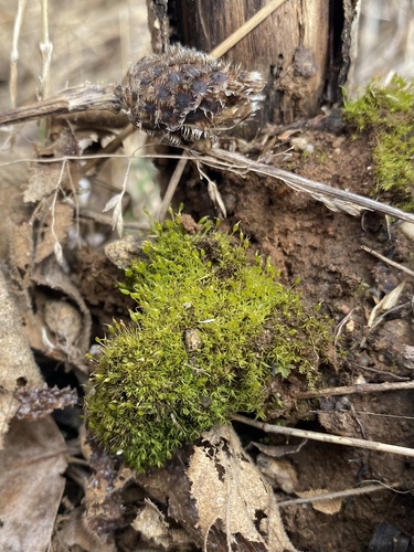Weissia brachycarpa observed 2025-04-17