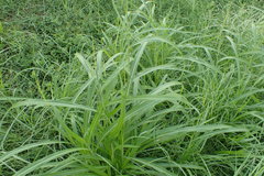 Hemarthria altissima