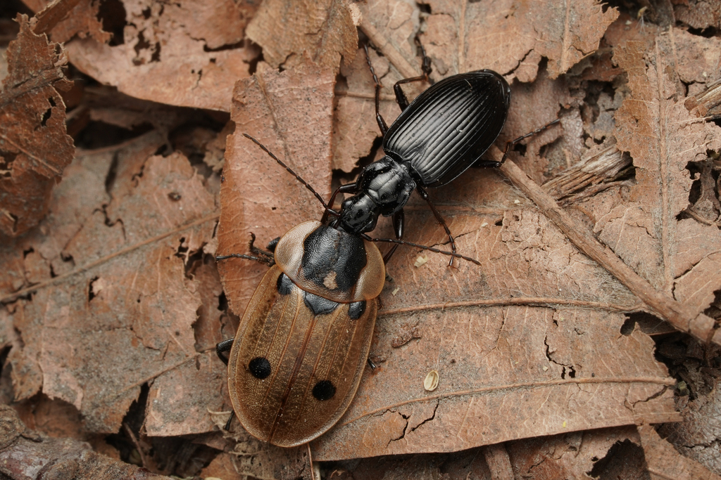 Platynus assimilis