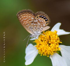 Brephidium pseudofea