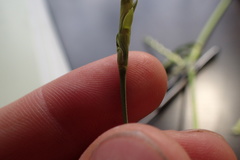 Hemarthria altissima