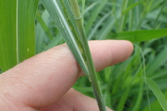 Hemarthria altissima