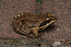 Moor Frog photo 1