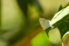 Eirmocides margarita