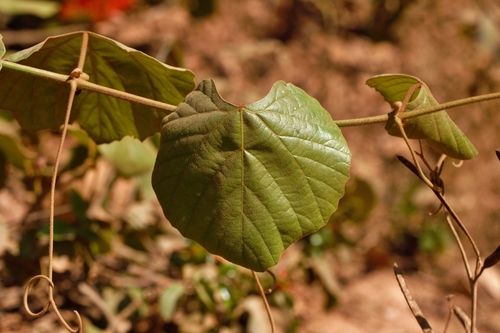 Rhoicissus tomentosa image