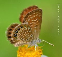 Brephidium pseudofea