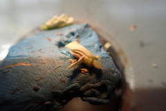 Hemarthria altissima