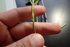 Hemarthria altissima